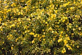 Yellow jasmine (Gelsemium sempervirens)