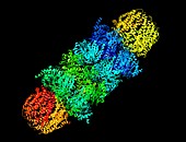 Proteasome, molecular model