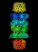 Proteasome, molecular model