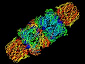 Proteasome, molecular model