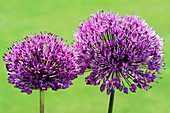 Allium flower heads