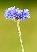 Cornflower