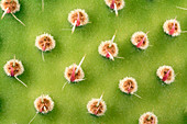Prickly pear cactus spines