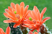 Cactus Echinocereus hybrid