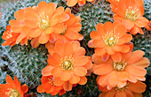 Cactus Rebutia tamboensis