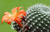 Cactus Rebutia flavistyla