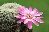 Cactus Sulcorebutia albissima