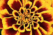 French Marigold abstract