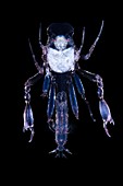 Pram bug amphipod (Phronima sp.)