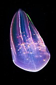Comb jelly (Beroe forskalii) with hyperiid parasites