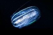 Comb jelly (Leucothea multicornis)