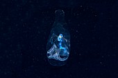 Larvacean tunicate