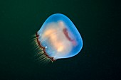 Brown-banded moon jellyfish
