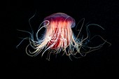 Lion's mane jellyfish