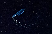 Siphonophore