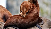 Steller sea lions