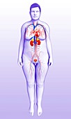 Female urinary system, illustration