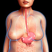 Female stomach, illustration