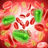 Bacterial blood infection, illustration