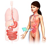 Child's digestive system, illustration