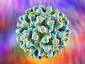 Hepatitis B virus particle, illustration