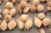 Coconuts for sale in market