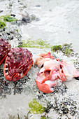 Bullmouth helmet sea snail and shell