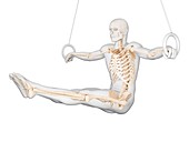 Skeletal structure of athlete, illustration
