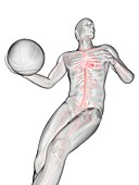 Anatomy of a basketball player, illustration