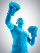 Boxer, illustration