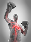 Anatomy of a boxer, illustration