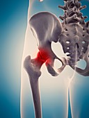 Human hip joint, illustration