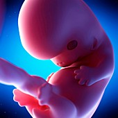 Human fetus at week 8 of gestation, illustration
