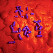 Lactobacillus, illustration