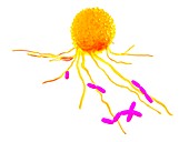 Leucocyte, illustration