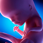 Human fetus at week 12 of gestation, illustration