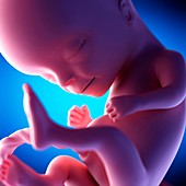 Human fetus at week 14 of gestation, illustration
