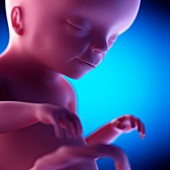 Human fetus at week 20 of gestation, illustration