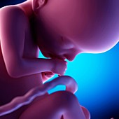 Human fetus at week 22 of gestation, illustration