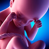 Human fetus at week 24 of gestation, illustration