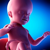 Human fetus at week 26 of gestation, illustration