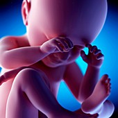 Human fetus at week 38 of gestation, illustration