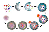 Stages of autophagy, illustration