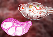 Ovarian follicles, micrograph and illustration