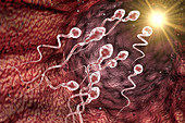 Sperm cell, illustration