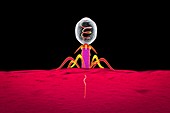 Bacteriophage, illustration