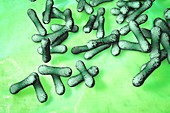 Corynebacterium diphtheriae bacteria, illustration