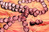 Streptococcus bacteria, illustration