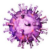 African swine fever virus, illustration
