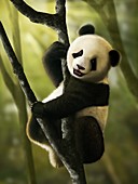 Artwork of Juvenile Giant Panda